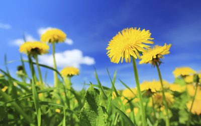 Dandelion – more than just a weed