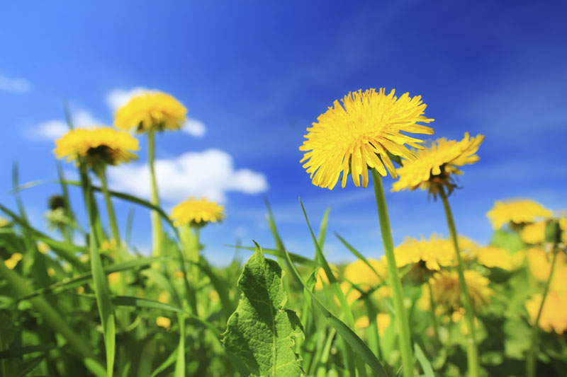 Dandelion – more than just a weed